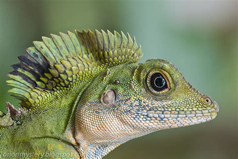 Beautiful Lizards Photography Forum