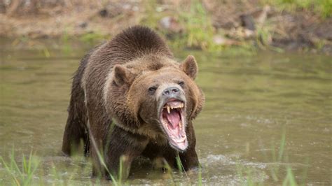 Grizzly Bear Mauls Hunter In National Park The Hill