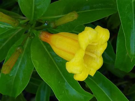 We did not find results for: FLORIDA FLAME Flowering Tropical Vine Live Plant Prolific ...