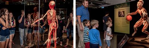 Dont Miss The Body Worlds Vital Exhibition