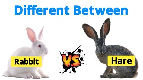 Difference Between Rabbit And Hare Rabbit Vs Hare Full Comparison Youtube