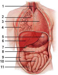 For example, a diagram may be labelled as a transverse section, viewed superiorly. blank anatomical position worksheet | Work ideas ...