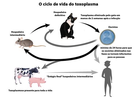 Ciclo Da Toxoplasmose Gondii