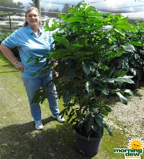 We did not find results for: Mahogany - Morning Dew Tropical Plants