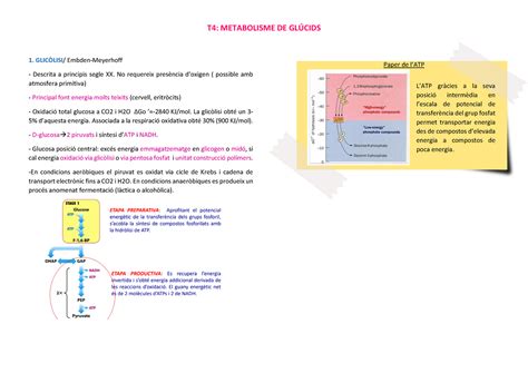 Esquema T4 Metabolisme De Glúcids Part I Studocu
