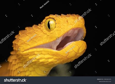Extreme Closeup Venomous Bush Viper Snake Stock Photo 2190363335