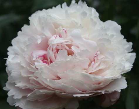 Pale Pink Peony In Bloom Right Now Masses Of Them Would Make Great
