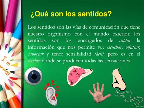 Para cuidar la lengua es importante mantener una buena higiene bucal. Los sentidos del ser humano