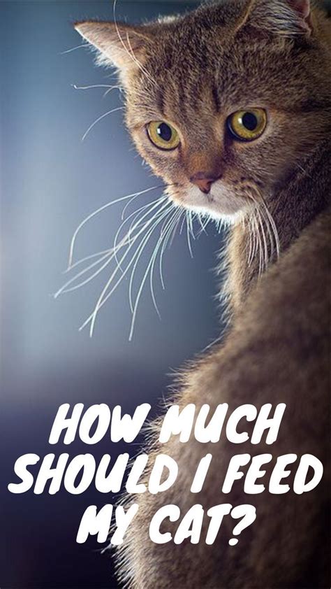 Start by combining one part of warm water and three parts of dry or wet kitten food (it should look like oatmeal). How Much Should I Feed My Cat in 2020 | Kittens funny ...