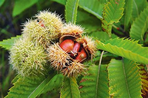 8 Nut Trees That Are Good To Grow In New Zealand