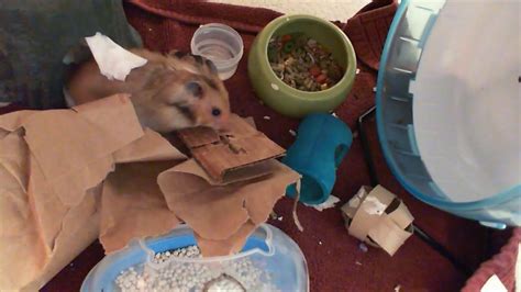 Cute Hamster Playing In Play Pen Youtube