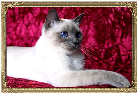 Traditional Siamese Cat Breeder Kittens For Sale Applehead Old Style