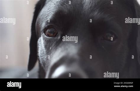 Sad Dog Eyes Labrador Stock Videos And Footage Hd And 4k Video Clips