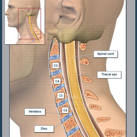 Normal Cervical Spine Anatomy Trialexhibits Inc