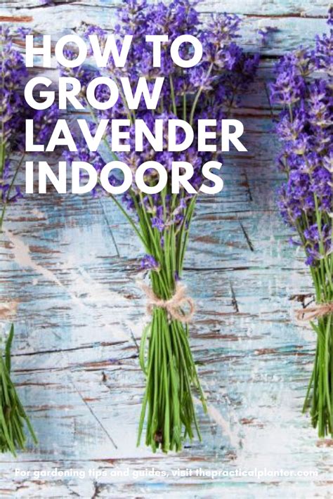 How To Grow Lavender Indoors Simple Care Tips For Optimal Growth