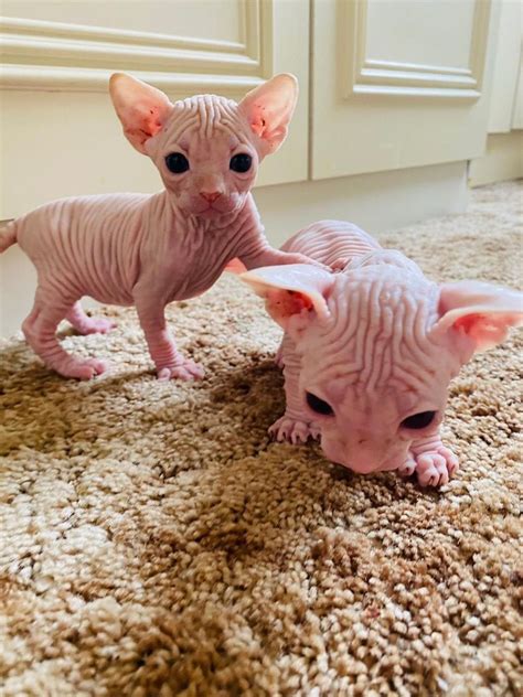 Sphynx Blue Eyes Sphynx Hairless Kittys Cats For Sale Price