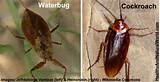 Cockroaches need three main things to live comfortably among us: Waterbug: What it is and How to Effectively Get Rid of it