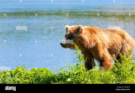 Brown Kamchatka Bear On The Shore Of The Kuril Lake Stock Photo Alamy