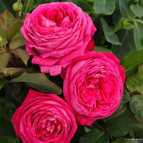 Buy Freifrau Caroline ® Floribunda Rose Agel Rosen