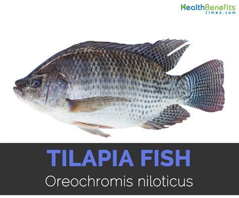 Tilapia Fish Facts Health Benefits And Nutritional Value