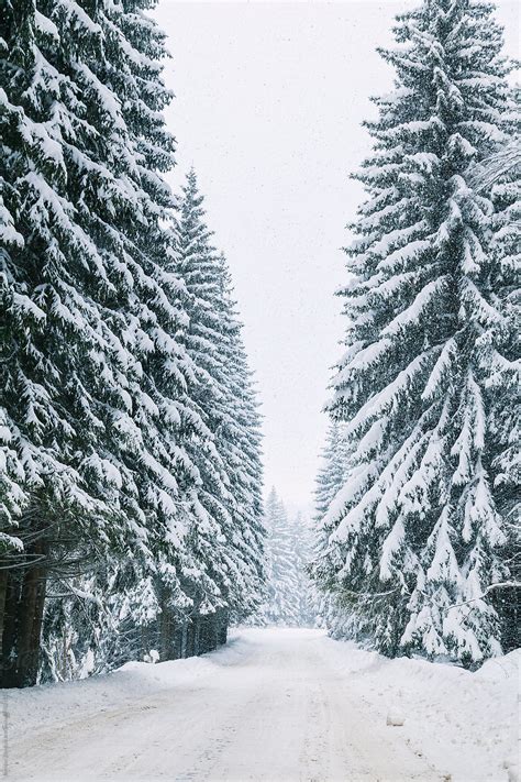 Snowy Road In Snow Forest By Borislav Zhuykov