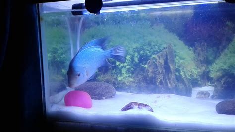 We did not find results for: My little 🐟horn fish - YouTube