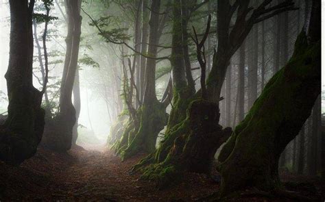 Nature Landscape Mist Trees Path Roots Forest Moss