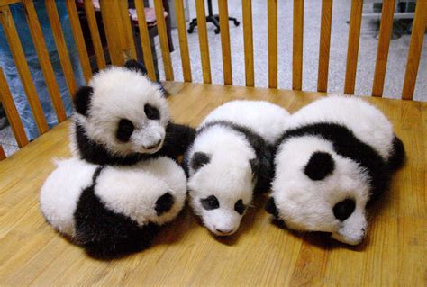 Baby Panda Wallpapers Hd Wallpaper Cave
