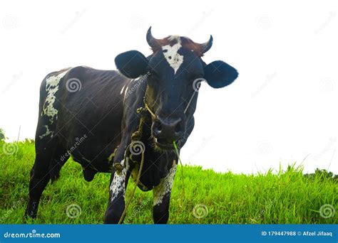 Male Cow Bull Steer Ox Stock Photo Image Of Herd 179447988