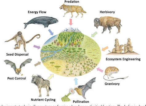 Pdf The Functional Roles Of Mammals In Ecosystems Semantic Scholar