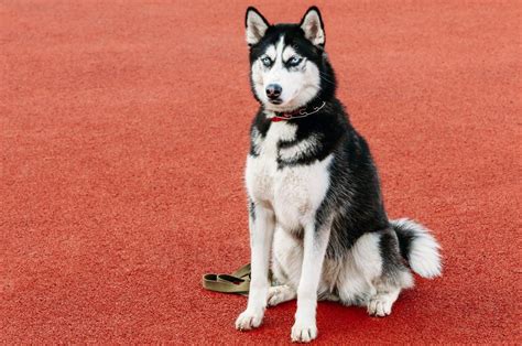 8 Truly Wonderful Sled Dog Breeds You Should Know About Dog Sledding