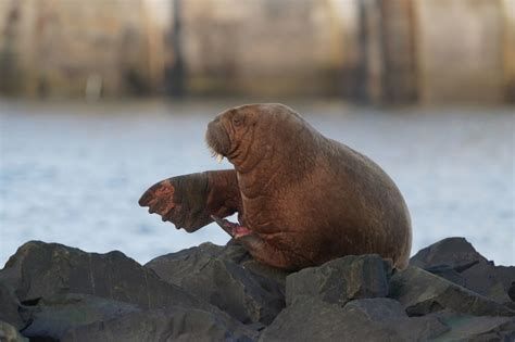 Is Wally Back Massive Walrus Spotted On Northumberland Coast