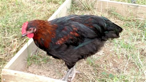 Black Sex Link Hen Or Rooster Backyard Chickens Learn How To Free