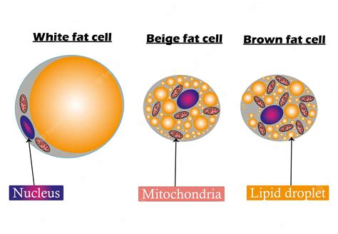 Premium Vector Adipocytestypes Of Lipocytes Whitebrown And Beige