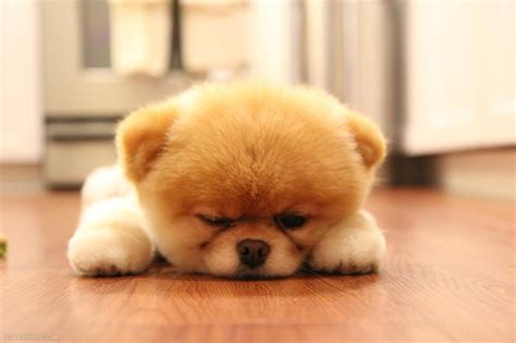 These adorable pups will become your new best friend! Fluffy Puppies And Quotes. QuotesGram