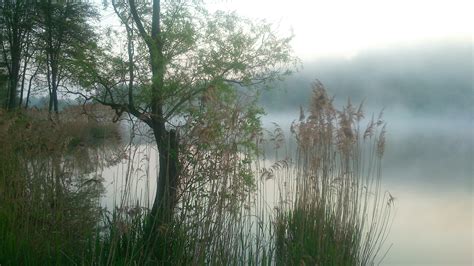 Free Images Tree Water Nature Forest Marsh Branch Plant Fog