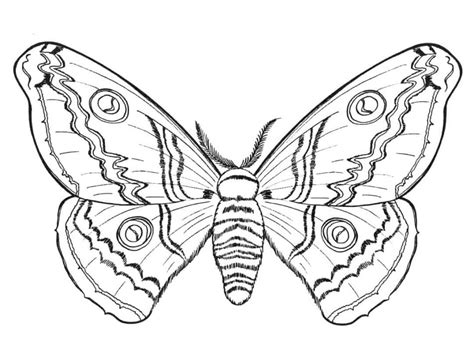 Realistic Butterfly Coloring Pages Coloring Cool