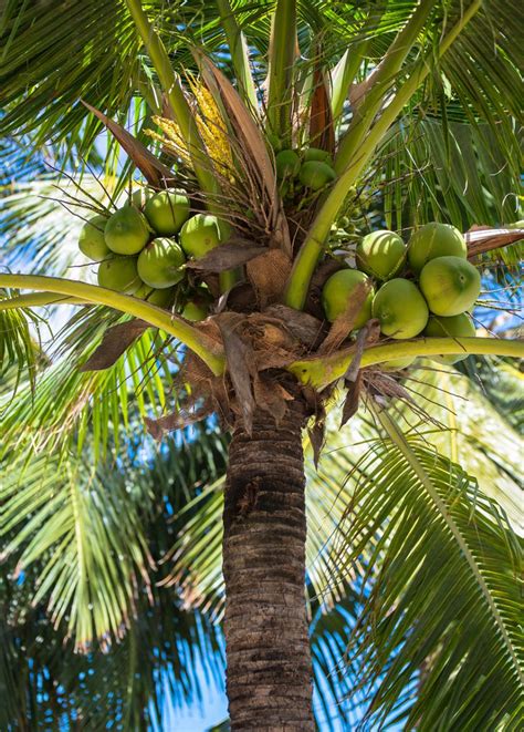 Coconut Tree Root System Biologyeye