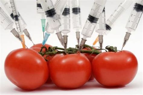 Genetically Modified Gm Food Crops