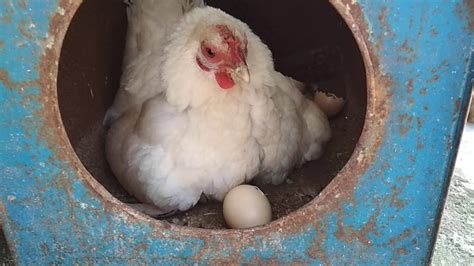 Ayam kate tidak untuk dikonsumsi melainkan untuk ditetaskan kembali, meskipun tak jarang juga telur ayam ini dikonsumsi. Telur Ayam Kate Menetas - YouTube