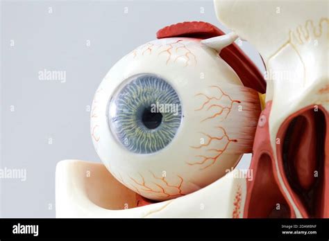 Arriba 58 Imagen Como Hacer Un Modelo Anatomico Del Ojo