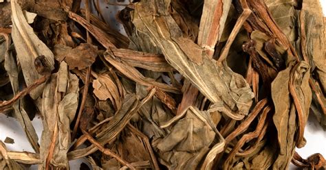 Deer's Tongue (Leaf), Liatris odoratissima - Top Quality Herbs & Tinctures