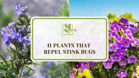11 Plants That Repel Stink Bugs Keeping Your Garden Safe