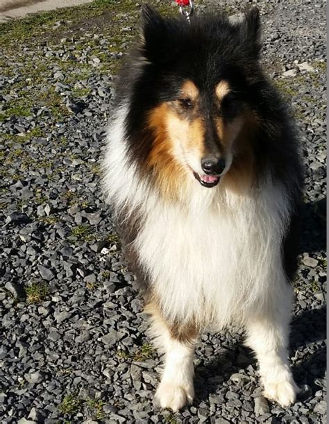 Jj5 Year Old Male Rough Collieref 110homed Rescue Dogs For