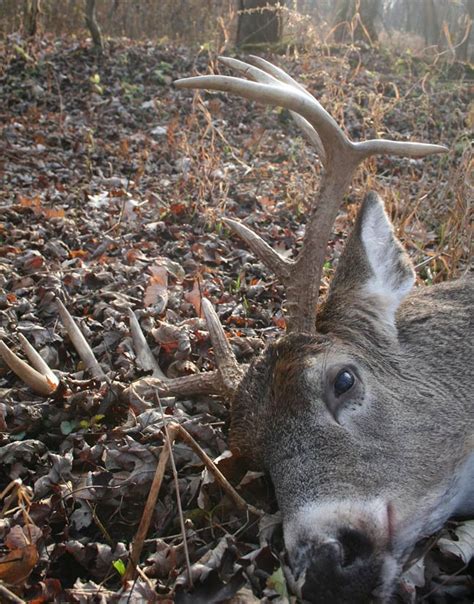 Michigan Best Places To Hunt Deer In The State Game And Fish