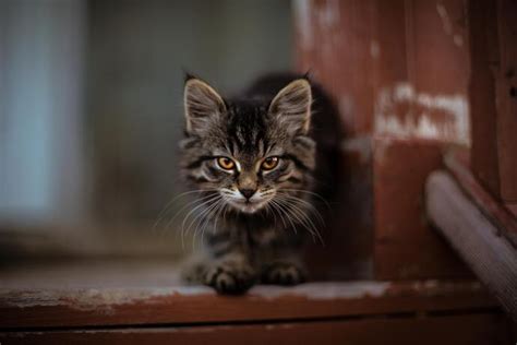Stalking And Pouncing In Cats Reasons And Solutions