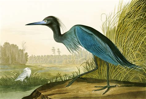 Little Blue Heron John James Audubon Un Encantador Póster De Photowall