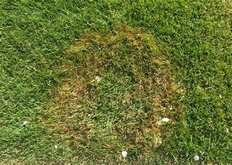 How To Get Rid Of Summer Patch Lawn Disease In North Texas