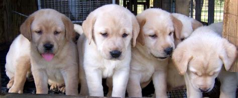 Indiana ohio illinois chicago michigan. Cute Puppy Dogs: Yellow Labrador Retriever Puppies
