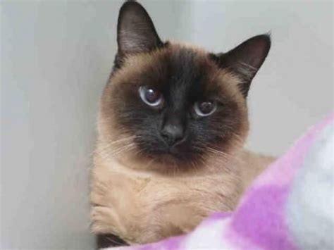 Looking for a siamese kitten or cat in connecticut? Pin by Jennifer McMaster on Siamese | Cat adoption ...